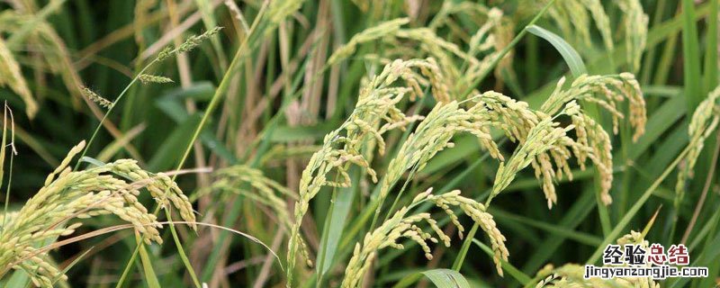 大米几月份收割 大米什么时候收割
