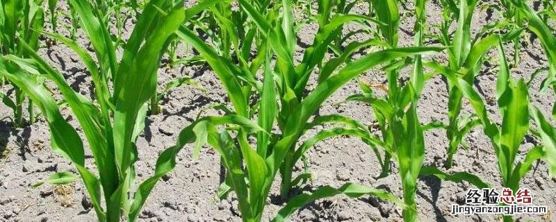 玉米先玉1171特征特性 先玉1141玉米的特点