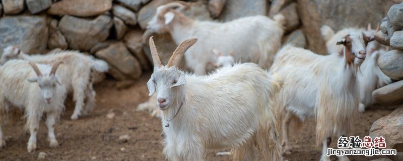 山羊养殖注意事项 山羊养殖技巧