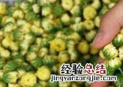 胎菊的功效与作用 胎菊的功效与作用及副作用