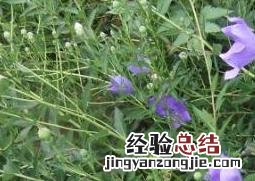 洋桔梗花图片 桔梗花图片