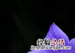 洋桔梗花图片 桔梗花图片