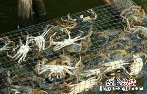 河蟹投喂注意事项 河蟹投喂注意事项有哪些