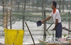 河蟹投喂注意事项 河蟹投喂注意事项有哪些