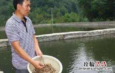 河蟹投喂注意事项 河蟹投喂注意事项有哪些