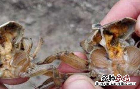 河蟹蜕壳期管理要点 河蟹蜕壳期管理要点有哪些