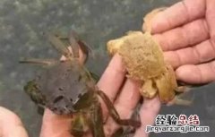 河蟹蜕壳期管理要点 河蟹蜕壳期管理要点有哪些