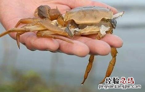 河蟹蜕壳期管理要点 河蟹蜕壳期管理要点有哪些