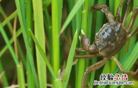 河蟹养殖模式和特色 河蟹养殖模式