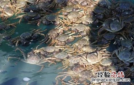 河蟹养殖模式和特色 河蟹养殖模式