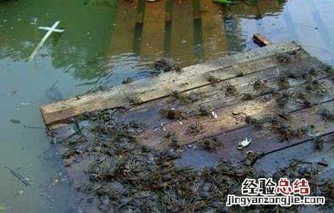 河蟹养殖模式和特色 河蟹养殖模式