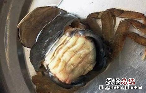 青蟹蜕壳不遂的防治方法 如何分辨青蟹快要脱壳