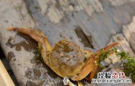 青蟹蜕壳不遂的防治方法 如何分辨青蟹快要脱壳