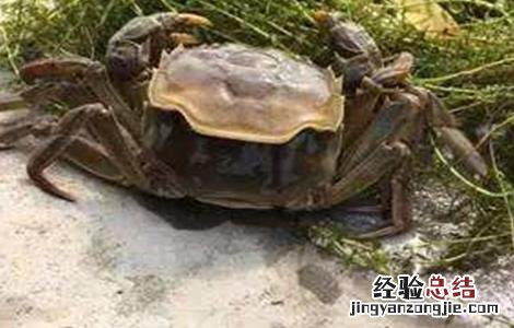 青蟹蜕壳不遂的防治方法 如何分辨青蟹快要脱壳