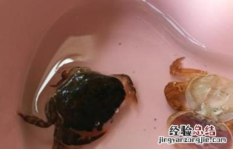 青蟹蜕壳不遂的防治方法 如何分辨青蟹快要脱壳