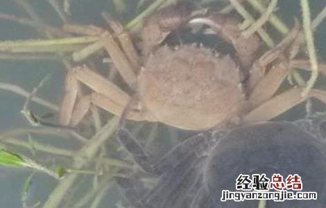青蟹蜕壳不遂的防治方法 如何分辨青蟹快要脱壳