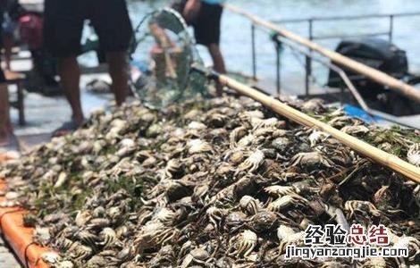 青蟹常见病害的防治技术有 青蟹常见病害的防治技术