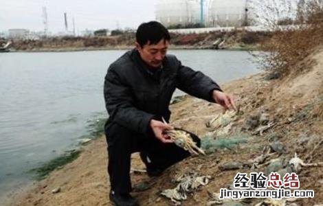 青蟹常见病害的防治技术有 青蟹常见病害的防治技术