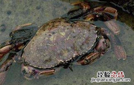 青蟹常见病害的防治技术有 青蟹常见病害的防治技术