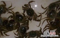 河蟹抖抖病的有效防治方法 河蟹颤抖病的防治技术