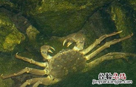河蟹抖抖病的有效防治方法 河蟹颤抖病的防治技术