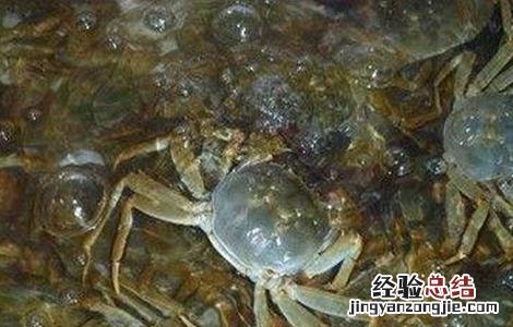 河蟹抖抖病的有效防治方法 河蟹颤抖病的防治技术