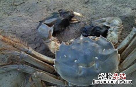 河蟹抖抖病的有效防治方法 河蟹颤抖病的防治技术