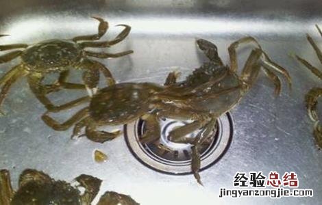河蟹早熟的原因及预防措施 河蟹早熟的原因及预防措施图片