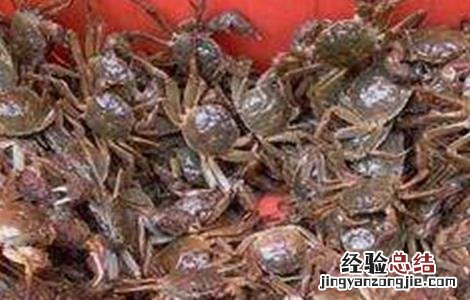 河蟹早熟的原因及预防措施 河蟹早熟的原因及预防措施图片