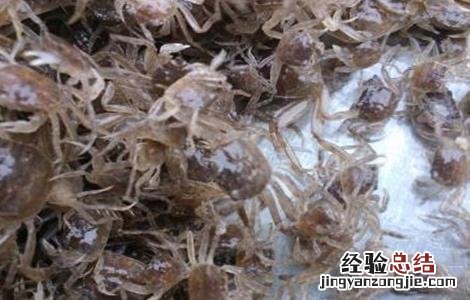 河蟹苗存活率低怎么办 河蟹苗存活率低怎么办视频