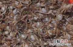 河蟹苗存活率低怎么办 河蟹苗存活率低怎么办视频