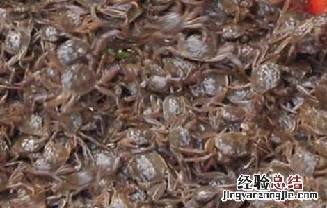 河蟹苗存活率低怎么办 河蟹苗存活率低怎么办视频