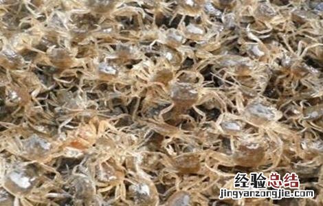 河蟹苗存活率低怎么办 河蟹苗存活率低怎么办视频