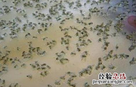 河蟹苗存活率低怎么办 河蟹苗存活率低怎么办视频