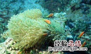 海葵的功效和作用 海葵的功效