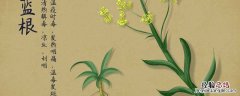 板蓝根种植方法及时间 板蓝根种植方法