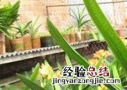 君子兰怎么养护与浇水方法 君子兰怎么养