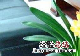 君子兰怎么养护与浇水方法 君子兰怎么养