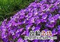 芥兰怎么养殖 蓝庭芥怎么养殖