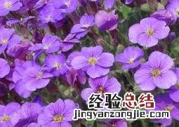 芥兰怎么养殖 蓝庭芥怎么养殖