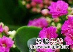 长寿花怎么养 长寿花怎么养才能开花不断
