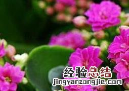 长寿花怎么养 长寿花怎么养才能开花不断