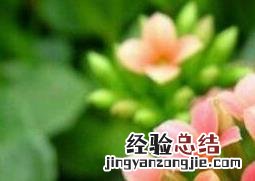 长寿花怎么养 长寿花怎么养才能开花不断