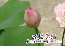 碗莲怎么养才能开花 碗莲怎么养