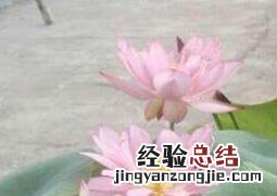 碗莲怎么养才能开花 碗莲怎么养