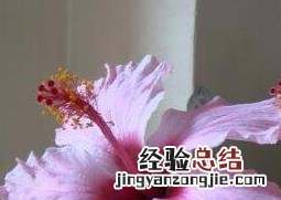 扶桑花怎么养 扶桑花怎么养护能常开花