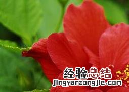 扶桑花怎么养 扶桑花怎么养护能常开花