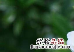 栀子花盆栽养殖 栀子花如何养殖