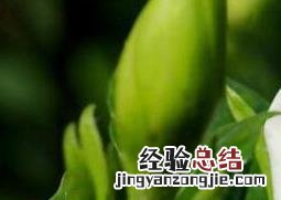 栀子花盆栽养殖 栀子花如何养殖