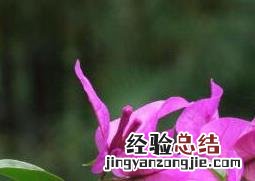 三角梅怎么养 三角梅怎么养才开花不断